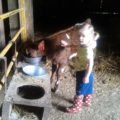 LIttle girl by bucket of feed and small calf.