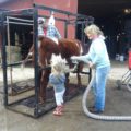 Grooming a calf.