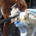 Little girl brushing large cow.