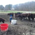 Empty buckets of feed surrounded by cattle.