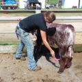 Man bathing calf.