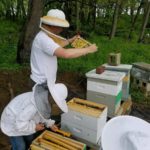 2 beekeepers working on hives.