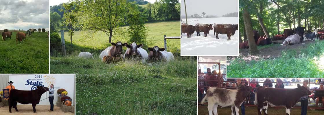 collage of cattle images, summer and winter.