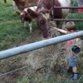 Little boy spreading hay for cattle to eat.