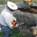 Cutting open dead tree to reach bees.