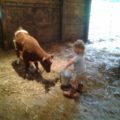 Toddler feeding calf.