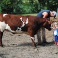 Toddler petting large cow.