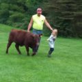 Father and child walking a show calf.