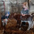 Children feeding calves in barn.