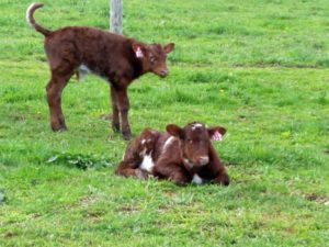 2 young calves, one standing, one laying in grass.