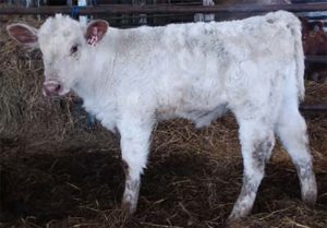 Fluffy white calf.