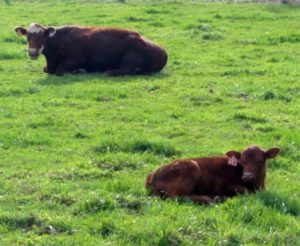 Cows laying in green grass.